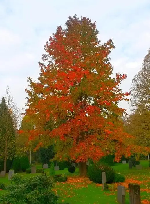 Bild 1 Zu voller Größe herangewachsener Amberbaum im bunten Herbstlaub - фото 2