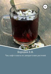 Евгений Бородин - Чаи, кофе и квасы из дикорастущих растений