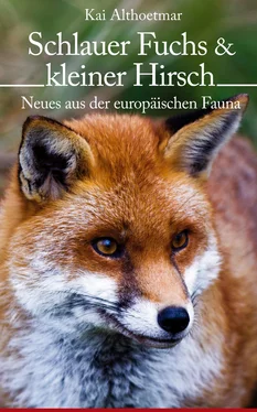 Kai Althoetmar Schlauer Fuchs & kleiner Hirsch. Neues aus der europäischen Fauna обложка книги