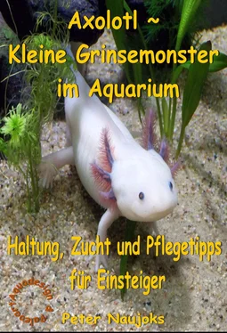 Peter Naujoks Axolotl ~ Kleine Grinsemonster im Aquarium обложка книги