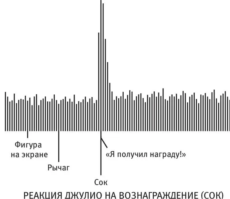 Отслеживая активность мозга Джулио Шульц заметил определенную закономерность - фото 8