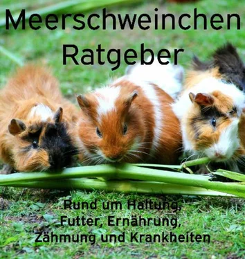 Powerlifting check Meerschweinchen Ratgeber. обложка книги