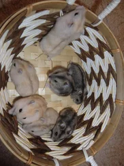 null Zwerghamster - Campbell- und Dsungarische Zwerghamster