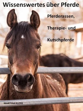Martina Kloss Wissenswertes über Pferde обложка книги