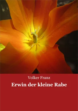 Volker Franz Erwin der kleine Rabe обложка книги