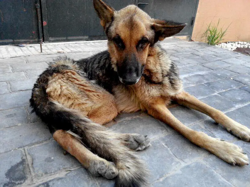 Streuner sind keinesfalls Wildhunde wie es sie zB in Namibia gibt oder wie - фото 9
