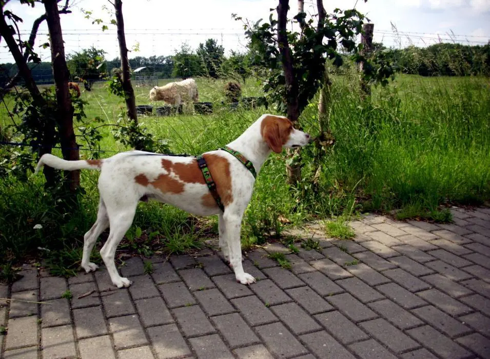 Fido aus Paphos Zypern Gebet eines Streuners 1 Lieber Gott hilf mir bei - фото 4