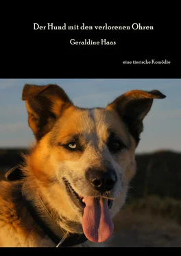 Geraldine Haas Der Hund mit den verlorenen Ohren обложка книги