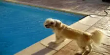 Fido hat sich bei Diane und ihrer Familie recht wohl gefühlt Er konnte kommen - фото 7