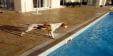 Fido hat sich bei Diane und ihrer Familie recht wohl gefühlt Er konnte kommen - фото 6