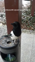 Uwe Plesotzky - Schnell mal gelacht