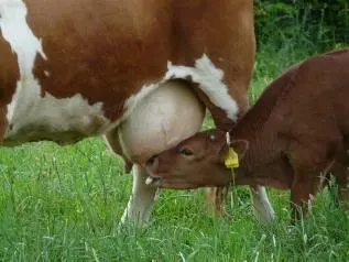 Einige Studien wiesen ein erhöhtes Krebsrisiko durch Milch nach andere kamen - фото 40