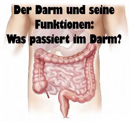 2 Was ist der Darm Der Darm ist das Verdauungsorgan für alle - фото 41