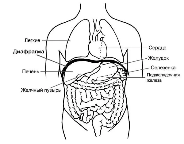 Рис 16 Расположение диафрагмы в объеме тела Попробуем внимательно - фото 9