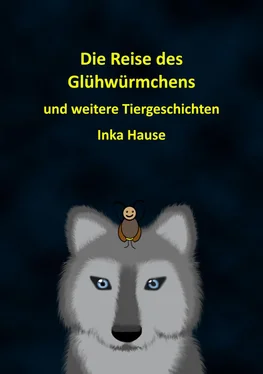 Inka Hause Die Reise des Glühwürmchens обложка книги