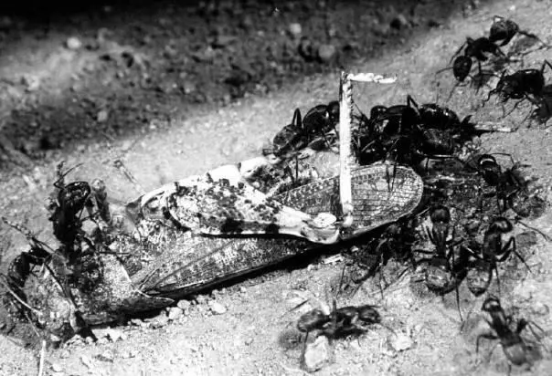 Рис 17 ХИЩНЫЕ ЖУКИ в основном коровки жужелицы и стафил и ны Коровки - фото 31