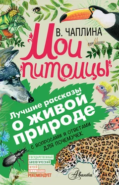 Вера Чаплина Мои питомцы (сборник). С вопросами и ответами для почемучек обложка книги