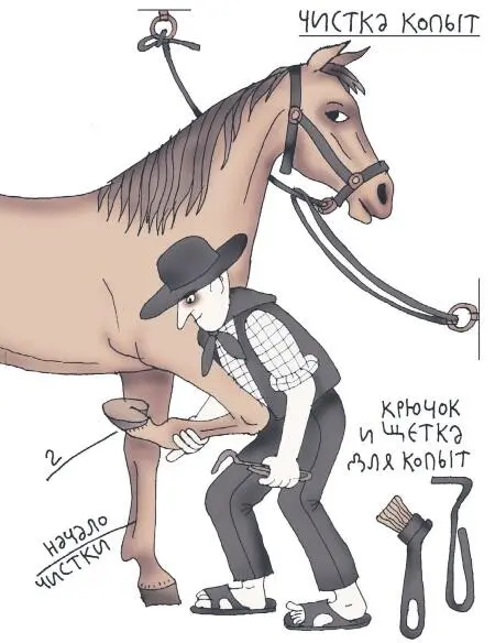 Чистка копыт Вообще во время чистки как и во время седловки и в другие моменты - фото 30