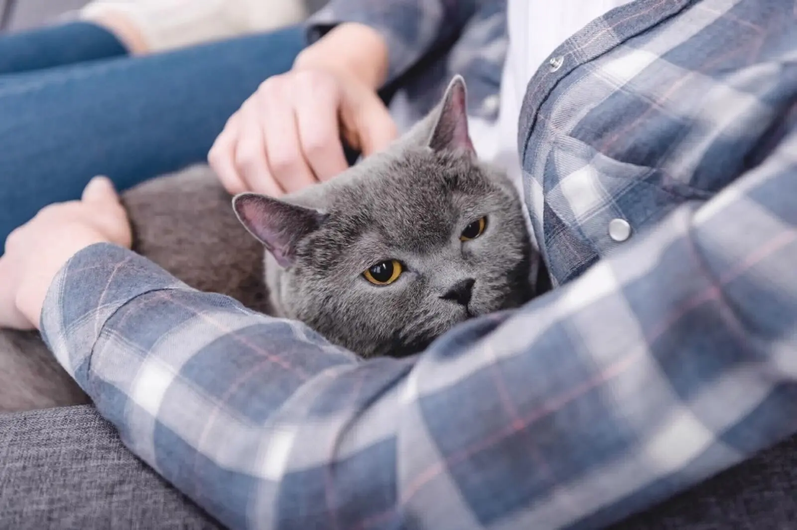 Abbildung 2 Das Wesen der Britisch Kurzhaar Katze Vom Wesen unterscheiden die - фото 3