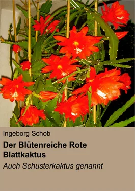 Ingeborg Schob Der Blütenreiche Rote Blattkaktus обложка книги
