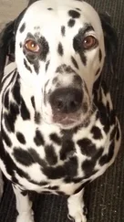 Monika Drewes - Vom Glück einen Hund zu haben