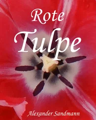 Alexander Sandmann - Rote Tulpe