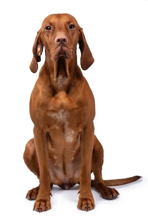 Abbildung 1 Ungarischer Vizsla Hund Eckdaten Widerristhöhe 5864 cm Rüde und - фото 2