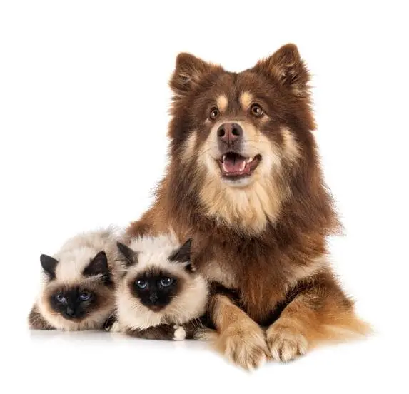 Abbildung 3 Ragdolls und Hunde verstehen sich prächtig Die freundlichen - фото 4