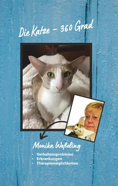 Monika Weßeling Die Katze – 360 Grad обложка книги