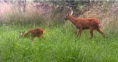 Bambis Papa ist meist alleine unterwegs und selten bei der Familie zuhause Er - фото 7