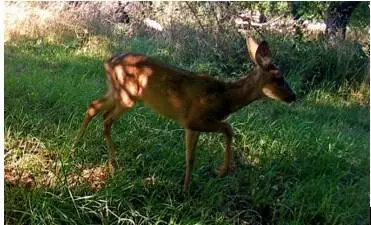 Weil es inzwischen doch schon recht groß geworden ist darf Bambi ab und zu auch - фото 6