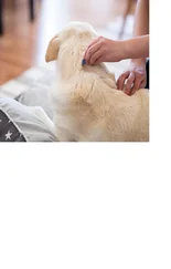 Michaela Haunschild - Flöhe - so werden Sie die Plagegeister wirklich los