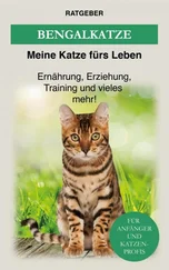 Meine Katze fürs Leben Ratgeber - Bengalkatze