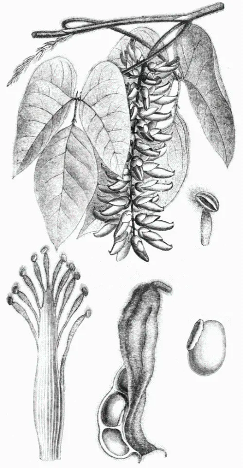 Wenn man sich dann auf die Kalabarbohne Physostigma venenosum bezieht dann - фото 13