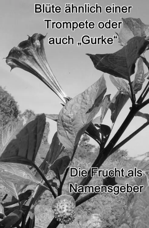 Gut jetzt hat man ein Bestandteil man hat den Start sodass man das Opfer - фото 7