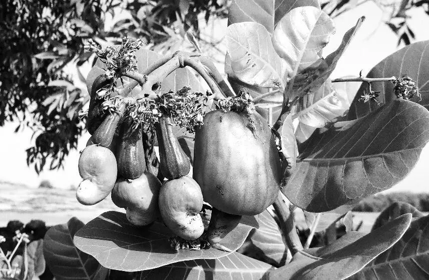 Als Nächstes wird dann die sogenannte Juckbohne Mucuna pruriens thematisiert - фото 12