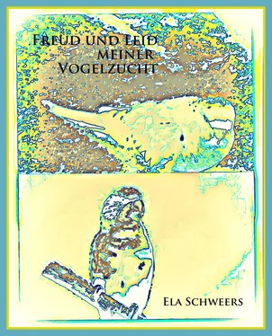 Ela Schweers Freud und Leid meiner Vogelzucht обложка книги