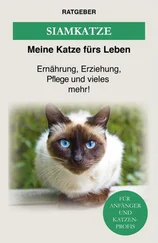 Meine Katze fürs Leben Ratgeber - Siam Katze