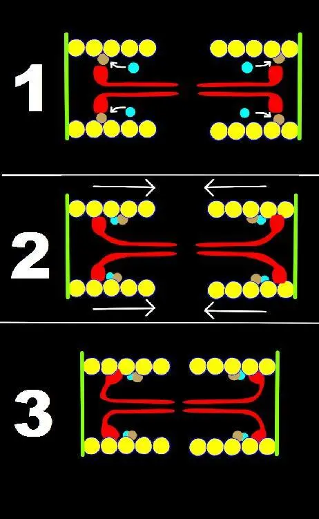 Hier ist einmal ein Sarkomer schematisch dargestellt davon gibt es in einer - фото 7