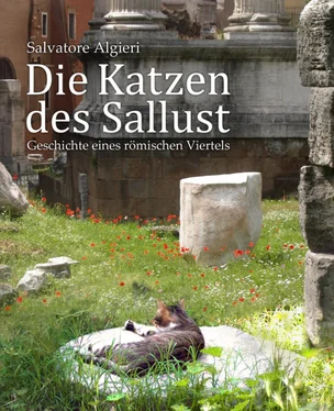 Salvatore Algieri Die Katzen des Sallust обложка книги