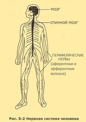 Сообщение между нервными клетками происходит на маленьких соединениях которые - фото 10