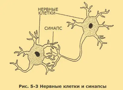 Активность одного или даже нескольких нейронов не может отвечать за мышление - фото 11