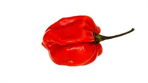 Habanero Chilischoten besonders die frischen runden Schoten Sie sind mal - фото 22