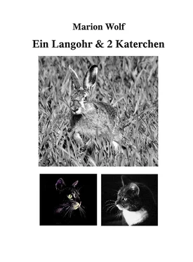 Marion Wolf Ein Langohr & 2 Katerchen обложка книги