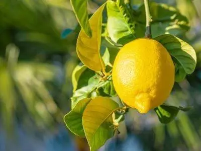 bremst Zitrone den Appetit und verbessert die Produktion von Verdauungssäften - фото 3