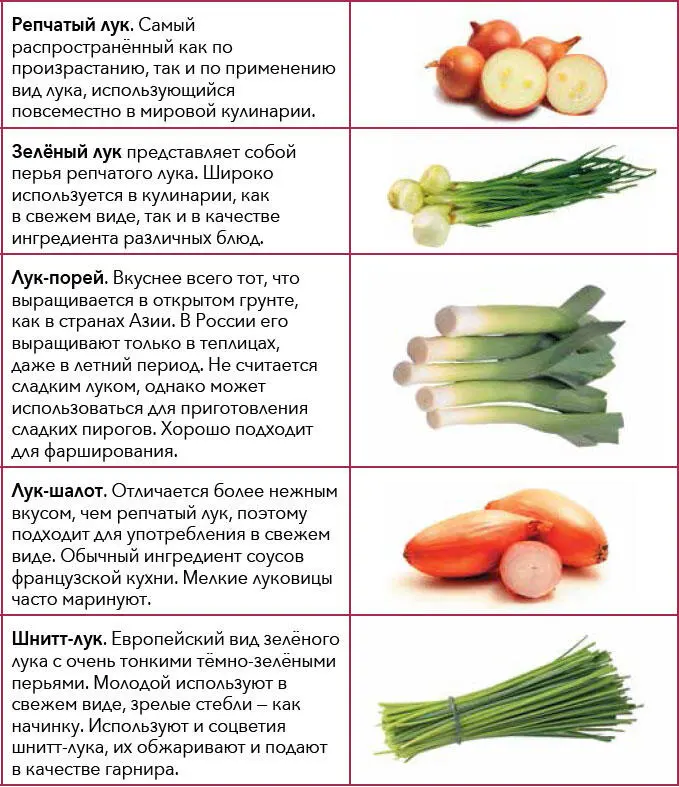 Подробнее о различных видах лука см соответствующие статьи энциклопедии - фото 28