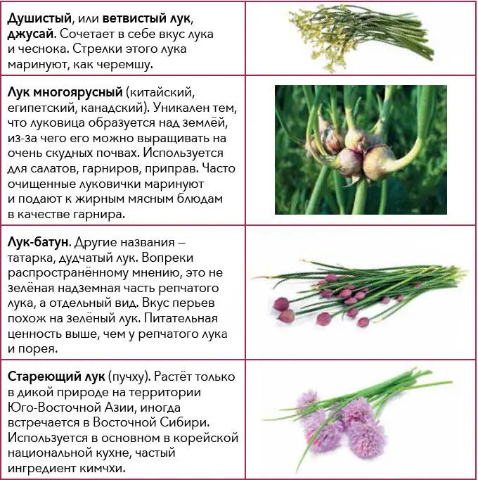 Подробнее о различных видах лука см соответствующие статьи энциклопедии - фото 29