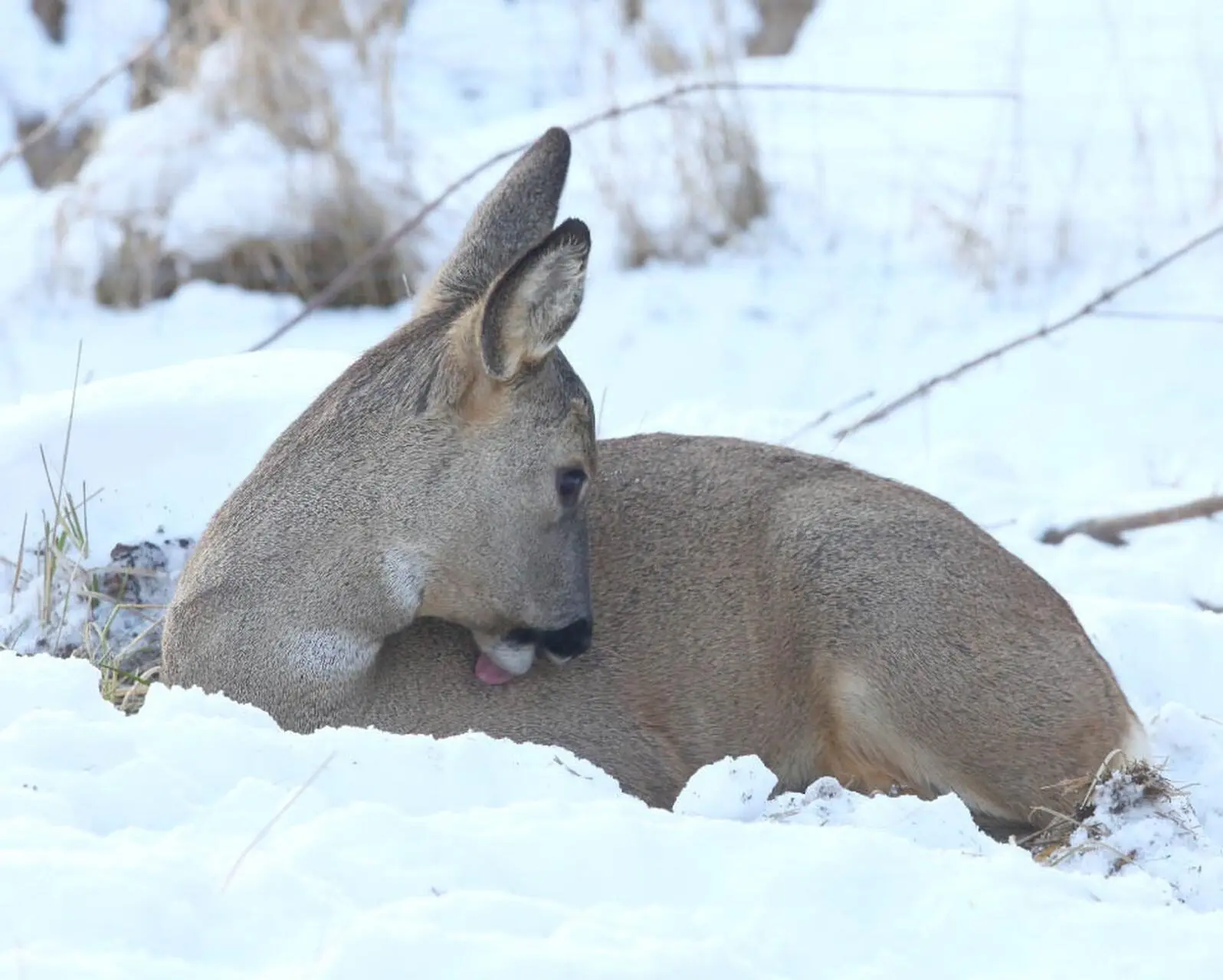 Rehe können Temperaturunterschiede von nur 1C wahrnehmen So ist es durchaus - фото 31
