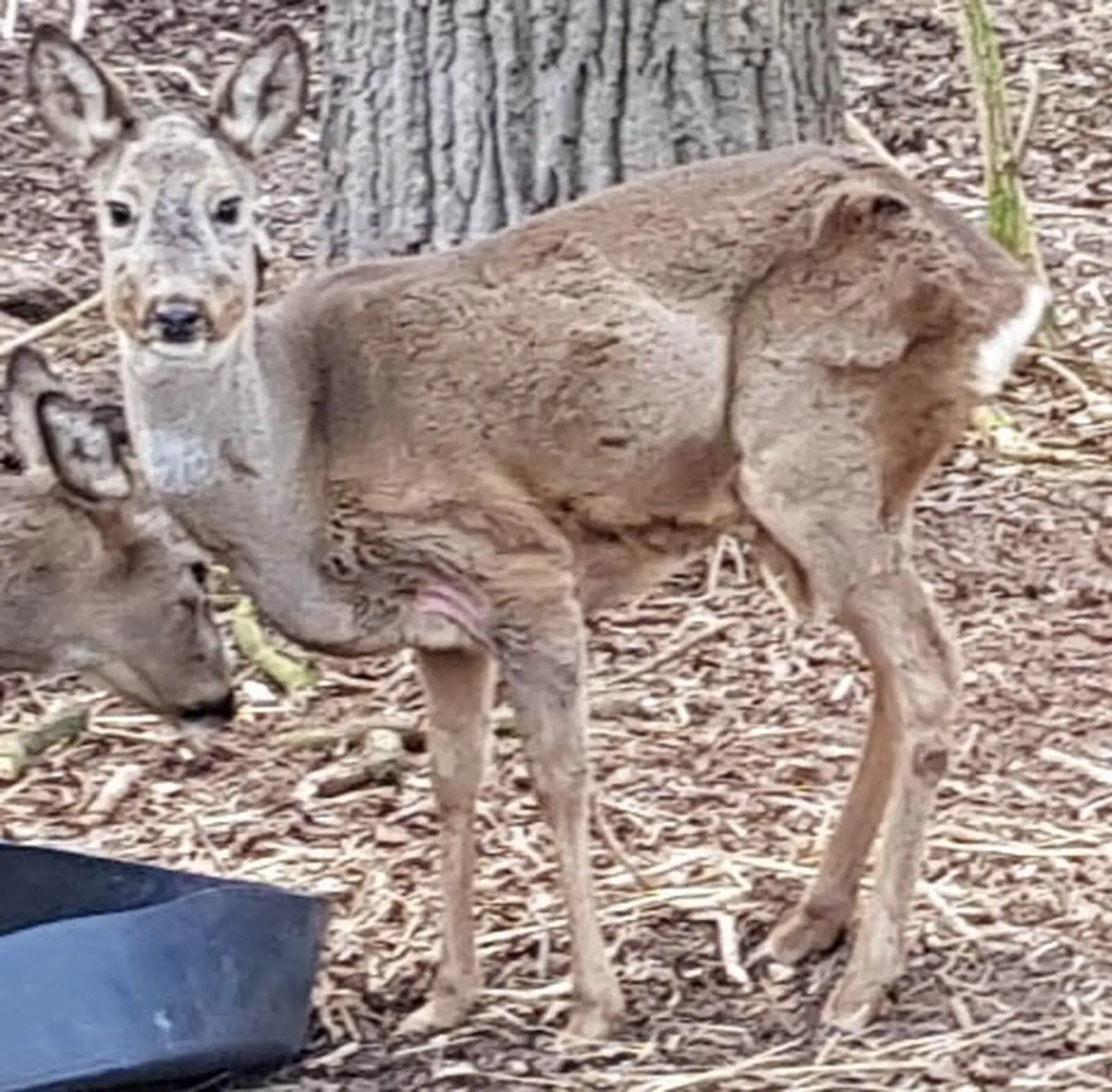 Tiere die das 10 Lebensjahr erreichen sind leider eine absolute Seltenheit - фото 12