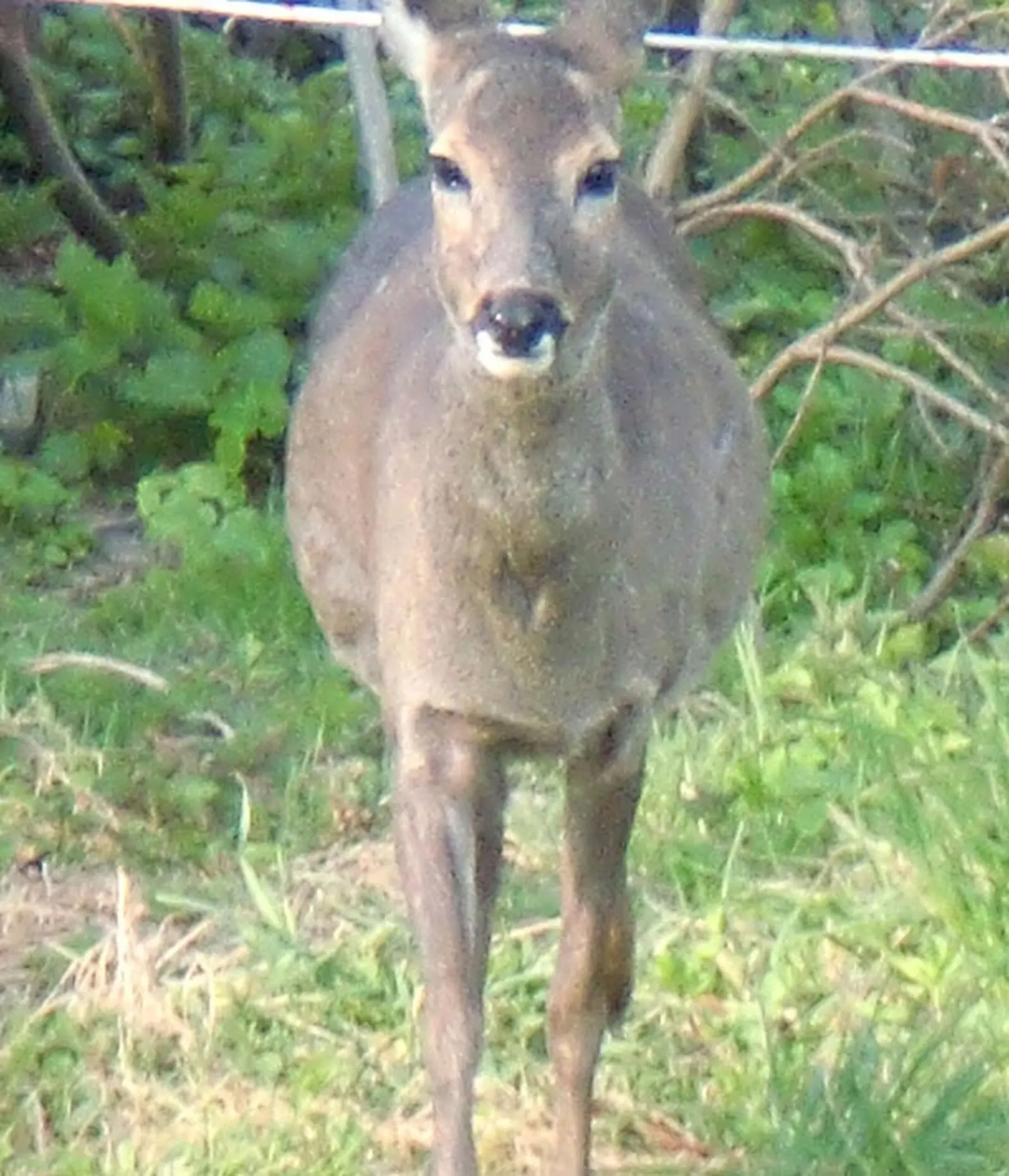 Eine Jagd auf dieses hochtragende Tier ist eine körperliche Unzumutbarkeit - фото 2